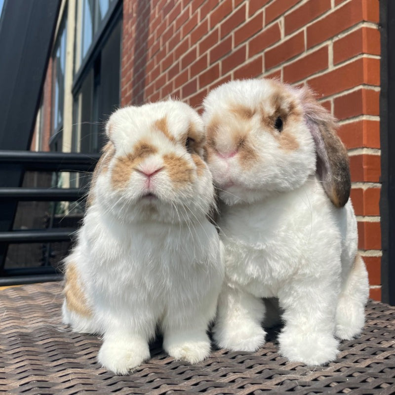 Custom Rabbit Plush Cuddle Clone