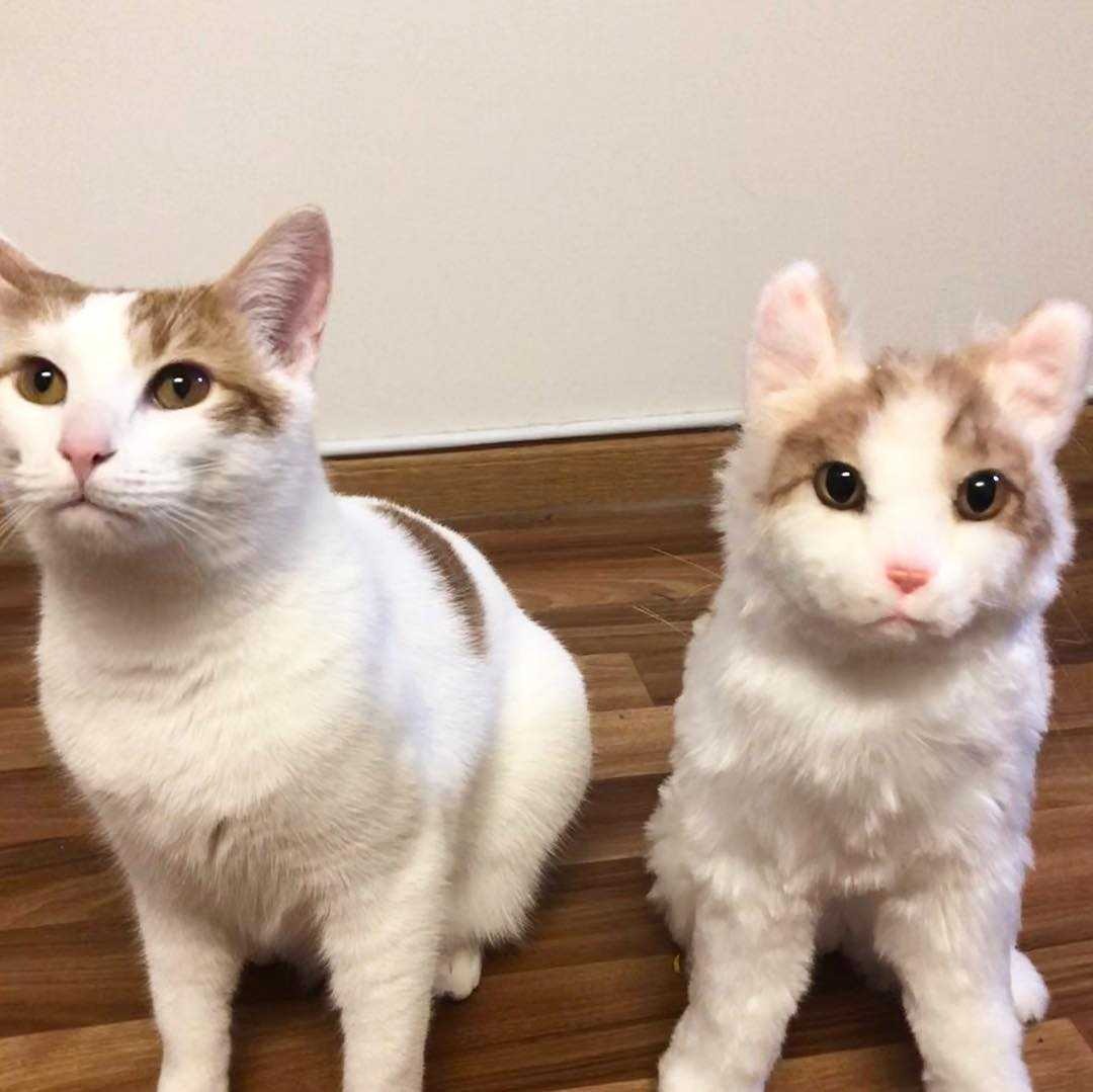Custom Cat Plush Cuddle Clone