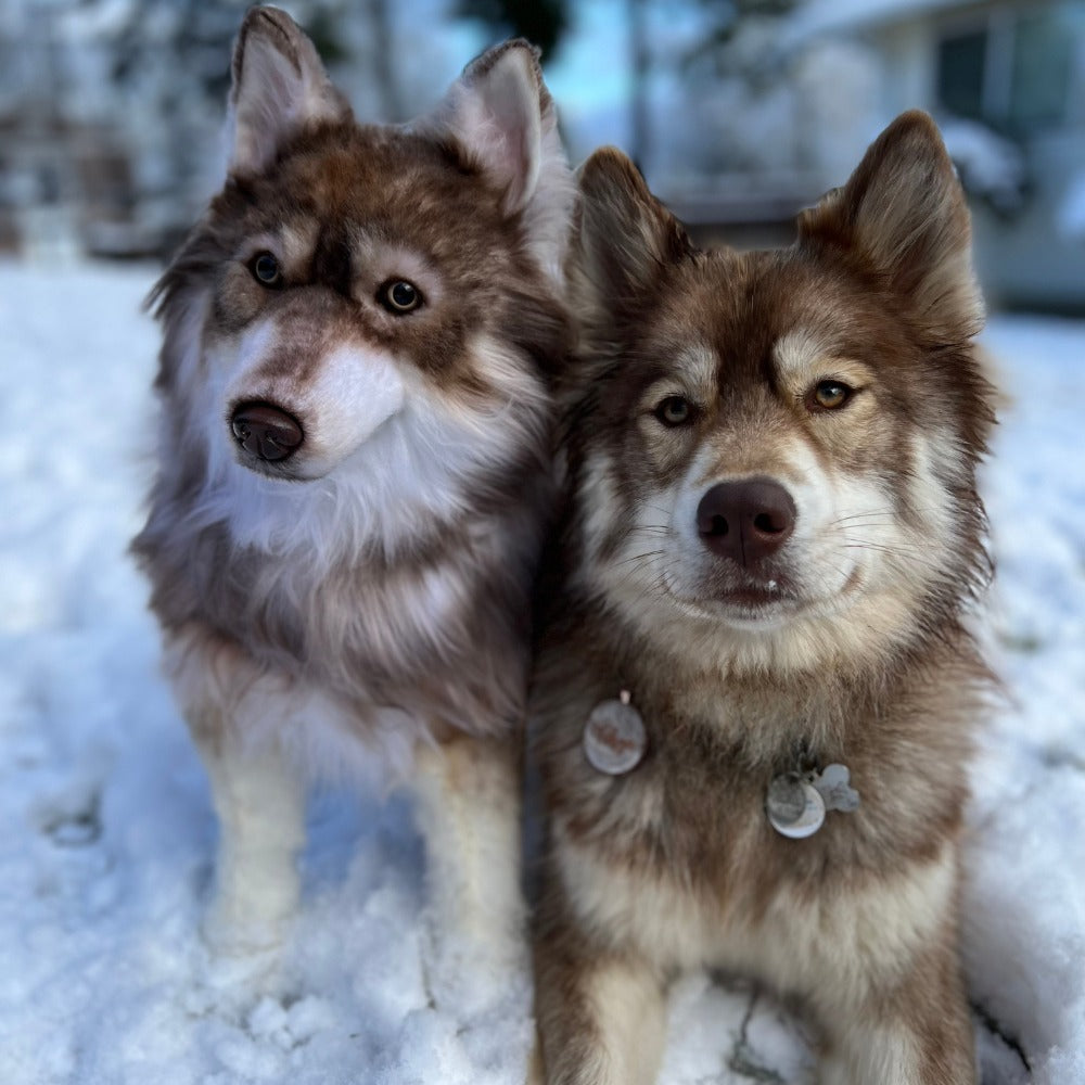 Custom Husky Plush Cuddle Clone