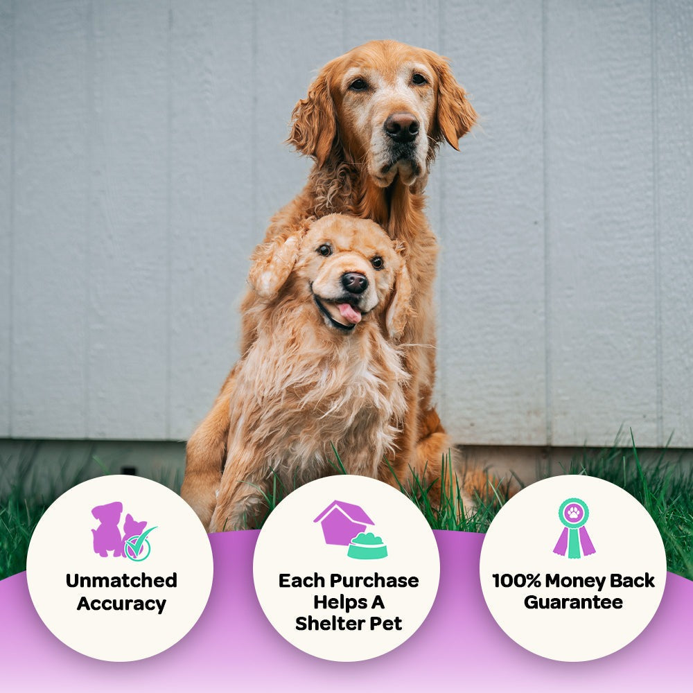 Custom Golden Retriever Plush Cuddle Clone