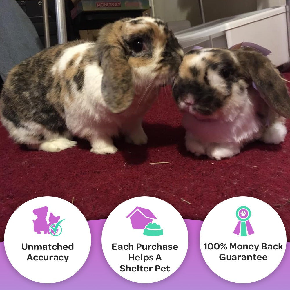 Custom Rabbit Plush Cuddle Clone