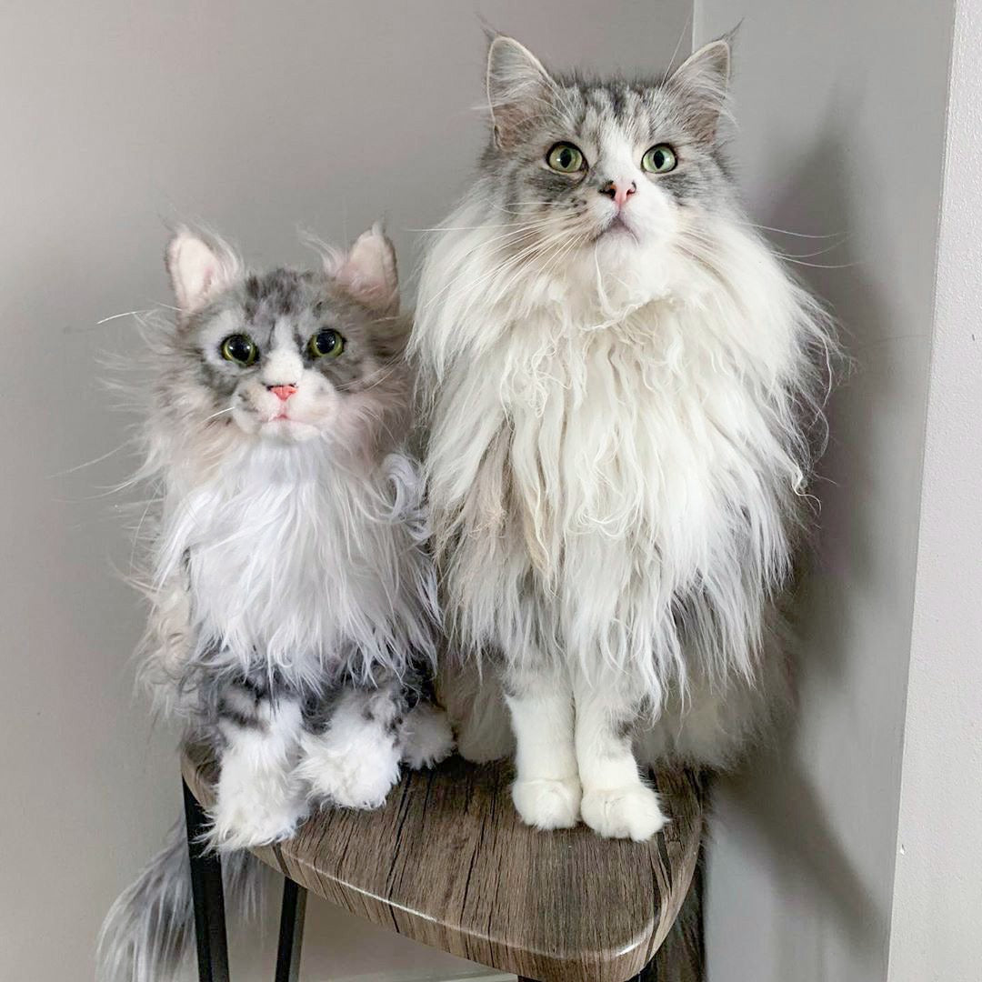 Custom Cat Plush Cuddle Clone