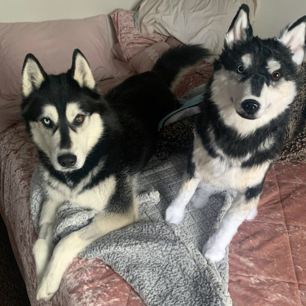 Custom Husky Plush Cuddle Clone